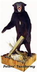 Black Bear lifesize floor base  mounted by Peters' Taxidermy
